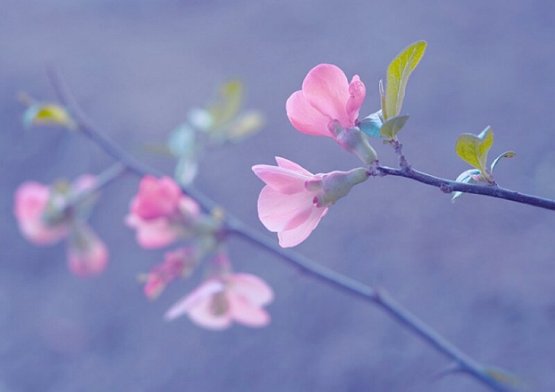 Pink Blossoms on Branch — Serene, Spring