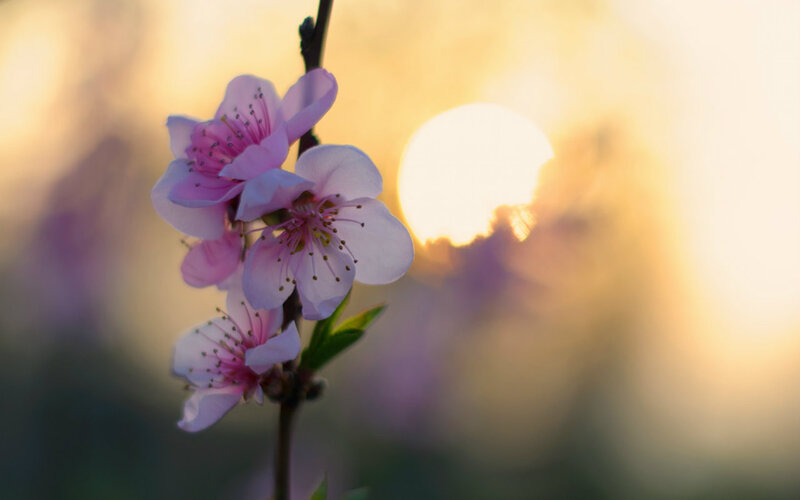 Pink Blossoms on Branch — Serene, Sunset