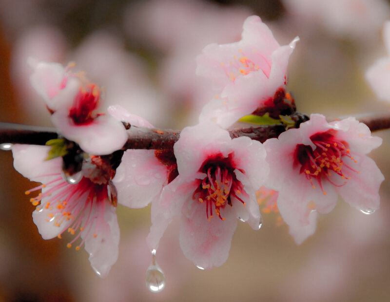Pink Blossoms on Branch — Serene