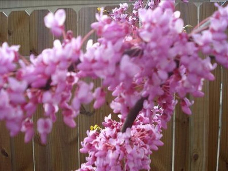 Pink Blossoms on Branch