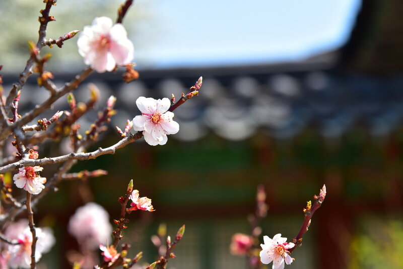 Pink Blossoms on Branch — White, Serene