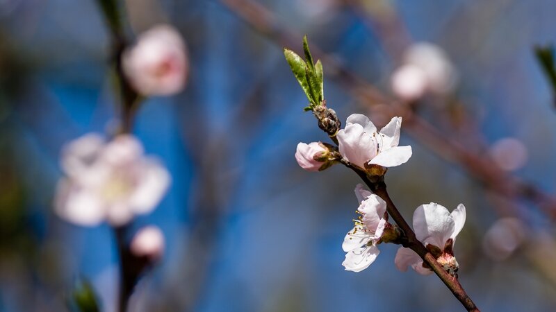 Pink Blossoms on Branch — White