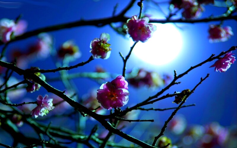 Pink Blossoms on Branches — Blue