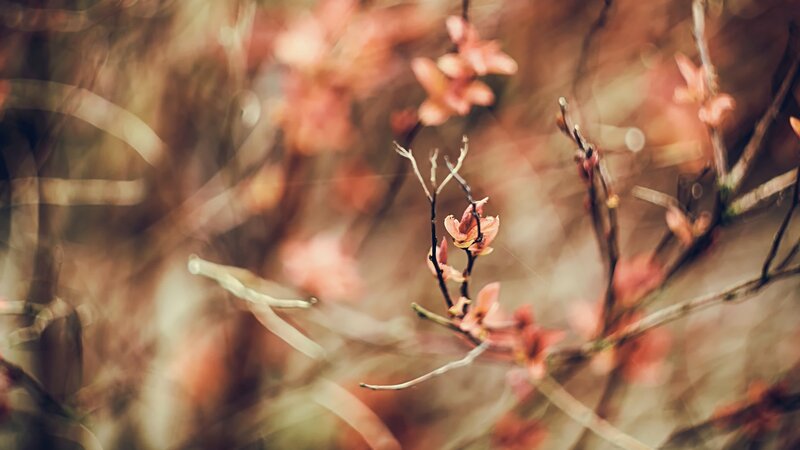 Pink Blossoms on Branches — Brown