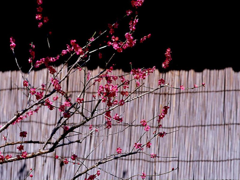 Pink Blossoms on Branches — Dramatic