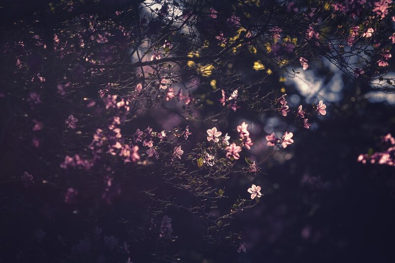 Pink Blossoms on Branches — Purple
