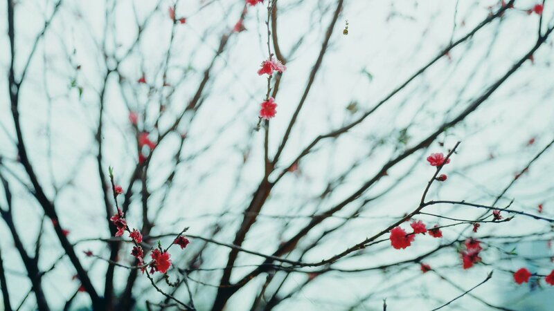 Pink Blossoms on Branches — Red