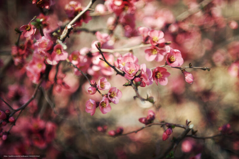 Pink Blossoms on Branches — Serene, Spring, Photograph, Buds