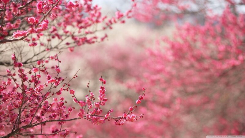 Pink Blossoms on Branches — Serene, Spring, Photograph, Flowers, Sky