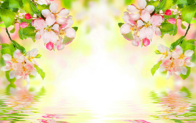 Pink Blossoms on Branches — Serene, Spring, Photograph, Flowers