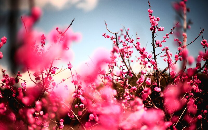 Pink Blossoms on Branches — Serene, Spring, Photograph, Sky
