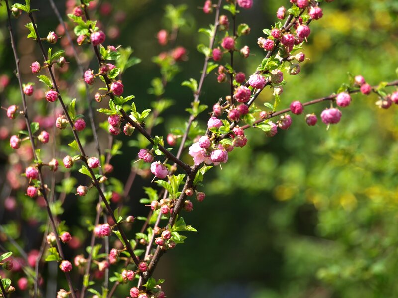 Pink Blossoms on Branches — Serene, Spring, Photograph
