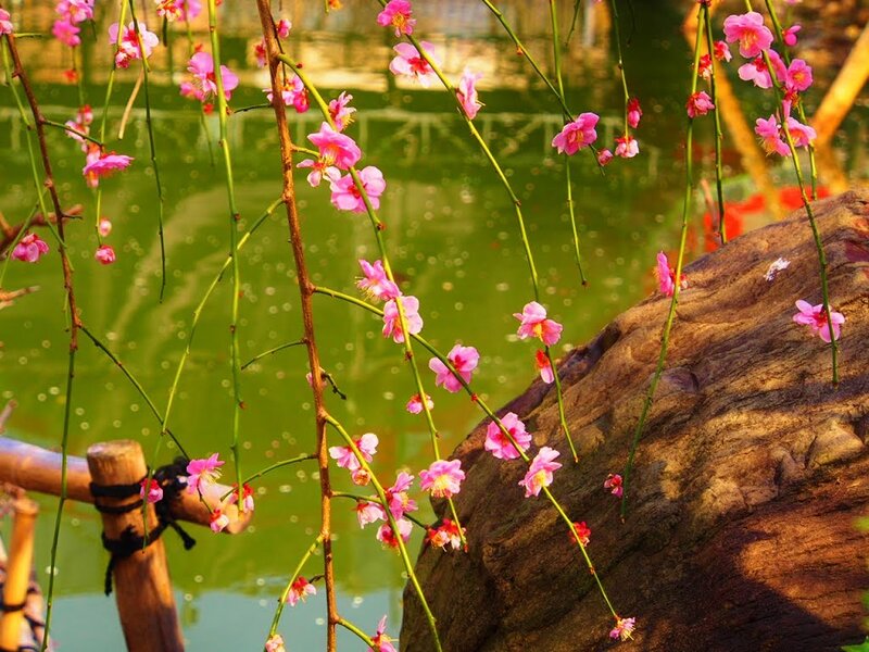 Pink Blossoms on Branches — Serene, Spring, Photograph, Water