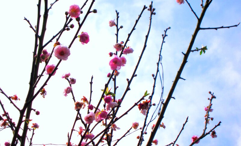Pink Blossoms on Branches — Serene, Spring