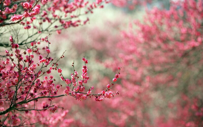 Pink Blossoms on Branches — Serene