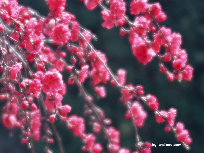 Pink Blossoms on Branches