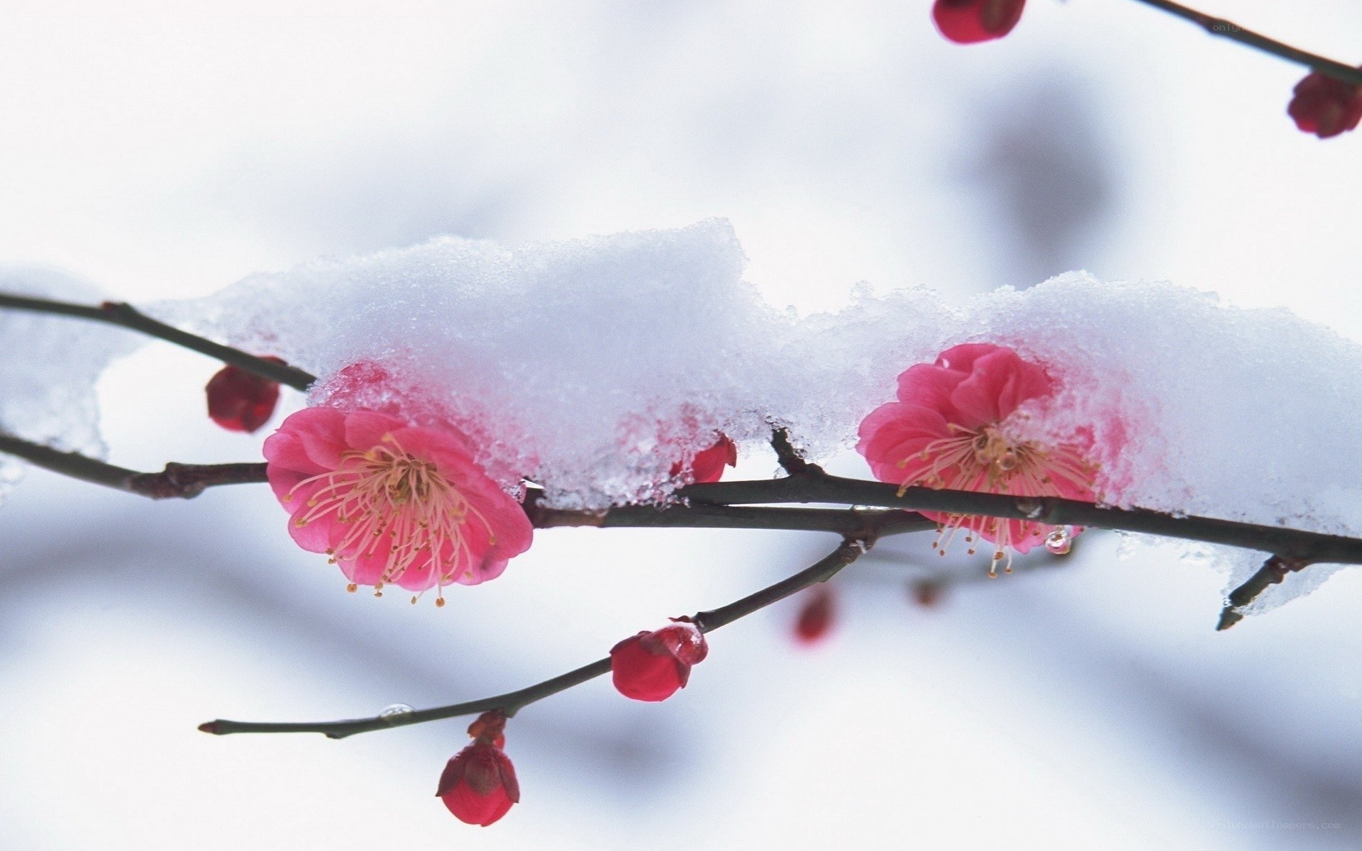 Pink blossoms on snowy branch