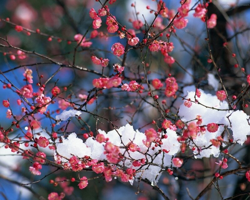 Pink blossoms on snowy branches