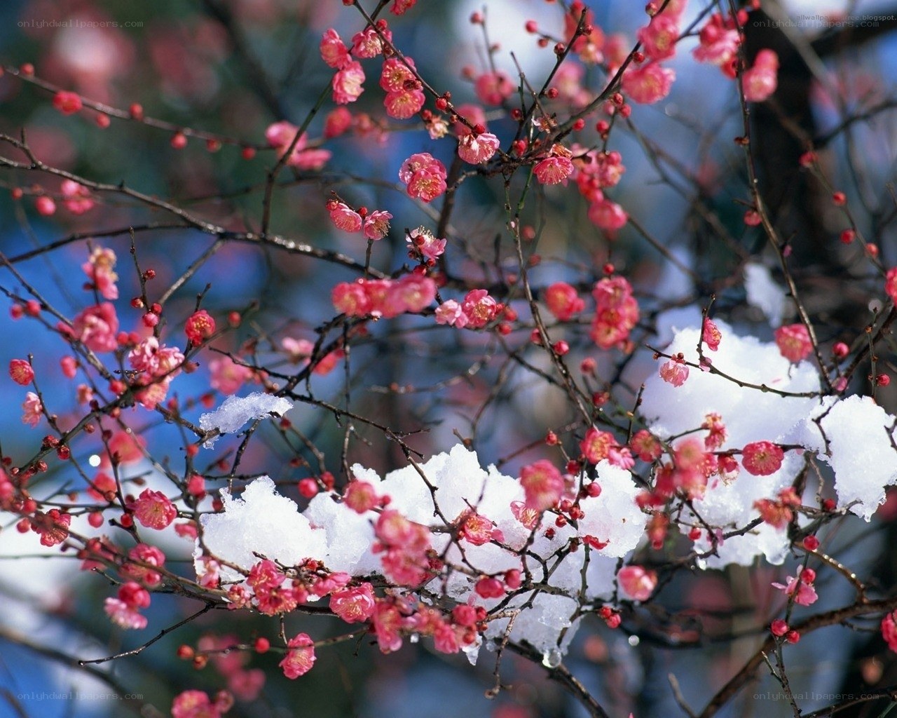 Pink blossoms on snowy branches