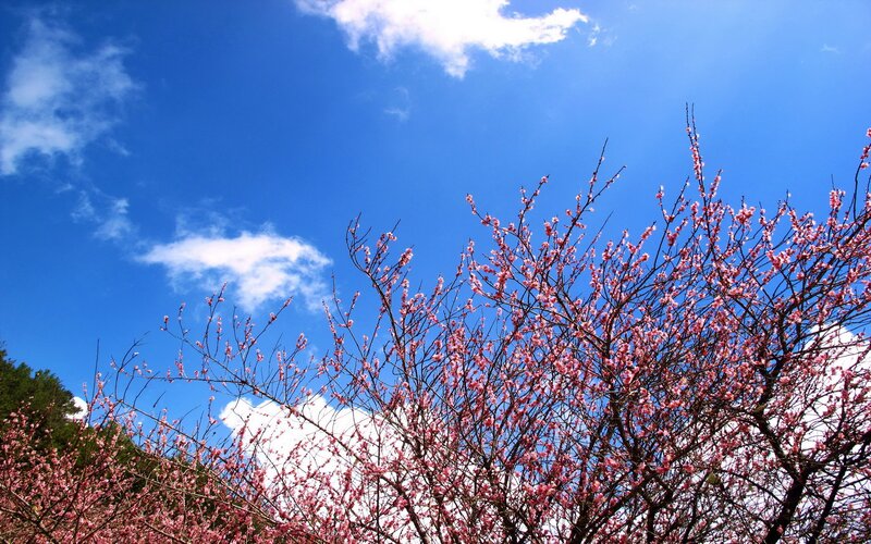 Pink Blossoms on Tree — Blue, Serene