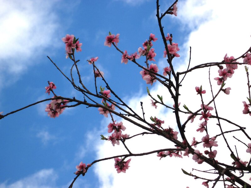 Pink Blossoms on Tree — Blue