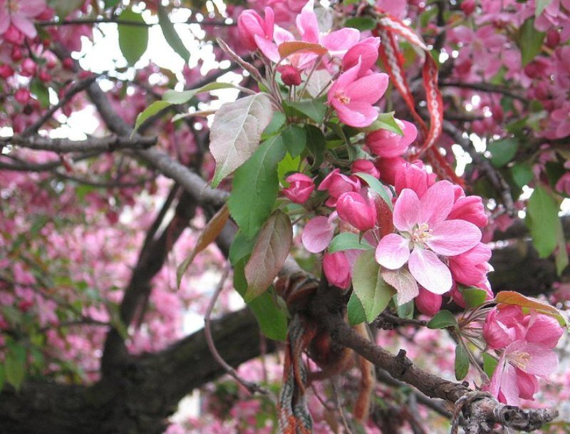 Pink Blossoms on Tree Branch — Calm