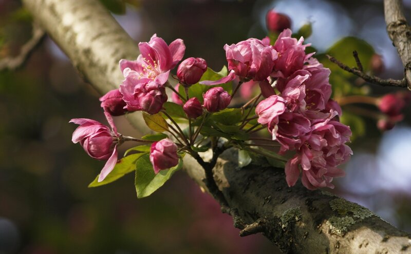 Pink Blossoms on Tree Branch — Serene, Spring, Photograph, Buds