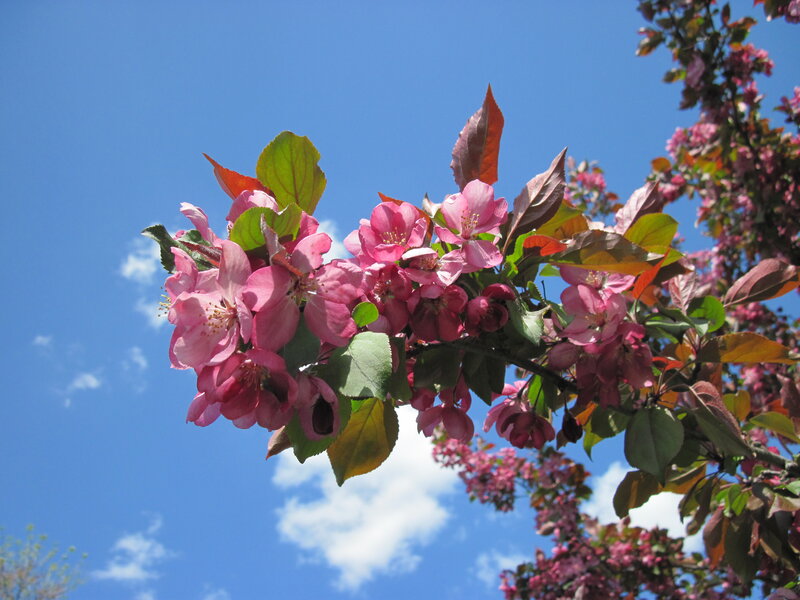 Pink Blossoms on Tree Branch — Serene, Spring, Photograph, Flowers, Leaves