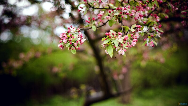 Pink Blossoms on Tree Branch — Serene, Spring, Photograph, Flowers