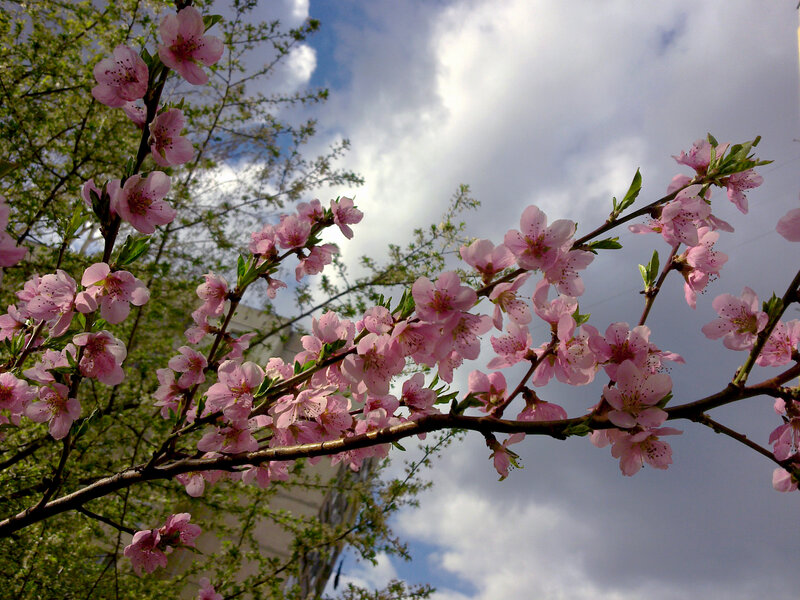 Pink Blossoms on Tree Branch — Serene, Spring, Photograph, Sky