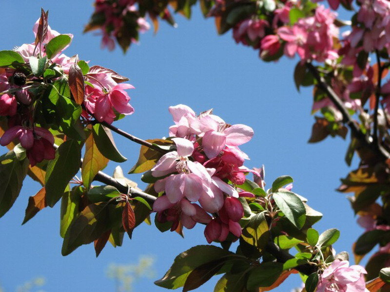 Pink Blossoms on Tree Branch — Serene, Spring, Photograph