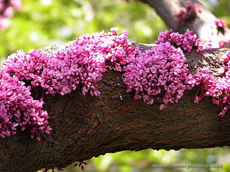 Pink Blossoms on Tree Branch — Serene, Spring, Photograph, Tree Branch