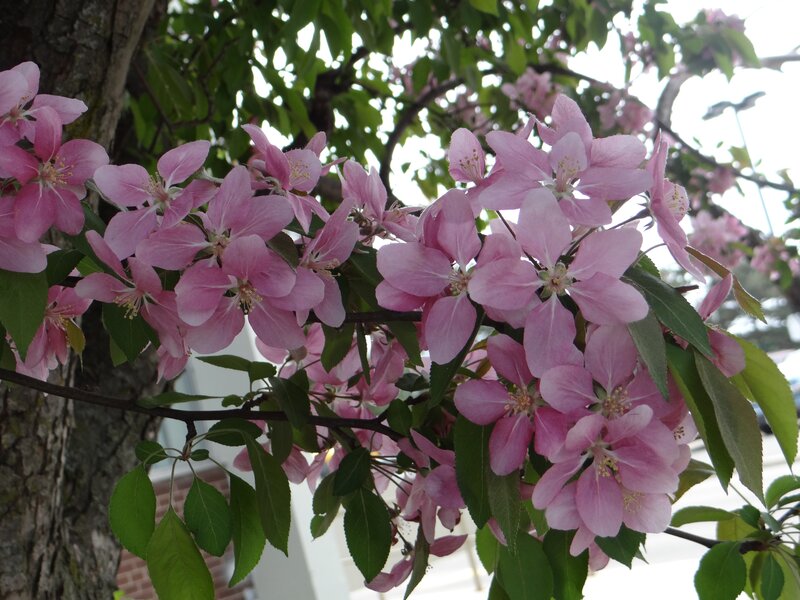 Pink Blossoms on Tree Branch — Serene, Spring, Photograph, Tree Trunk