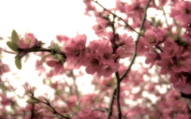 Pink Blossoms on Tree Branch — Serene, Spring