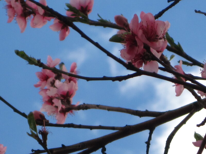 Pink Blossoms on Tree Branch — Serene