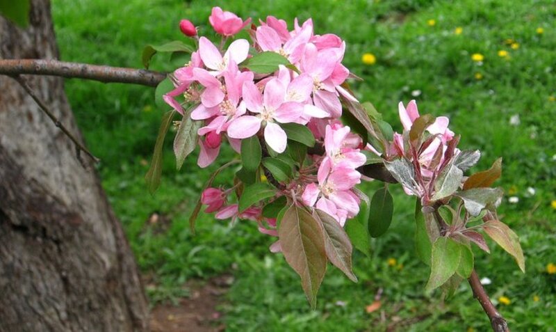 Pink Blossoms on Tree Branch