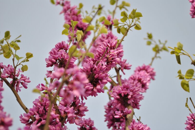 Pink blossoms on tree branches