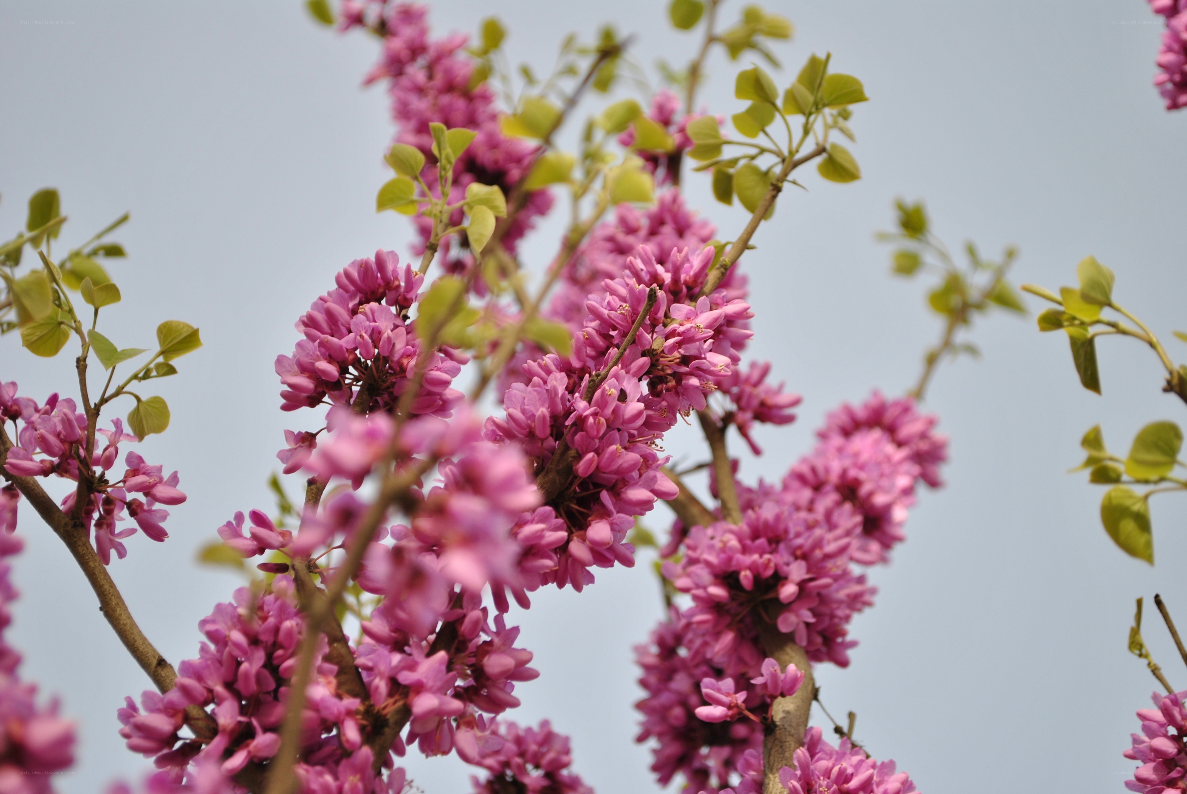 Pink blossoms on tree branches