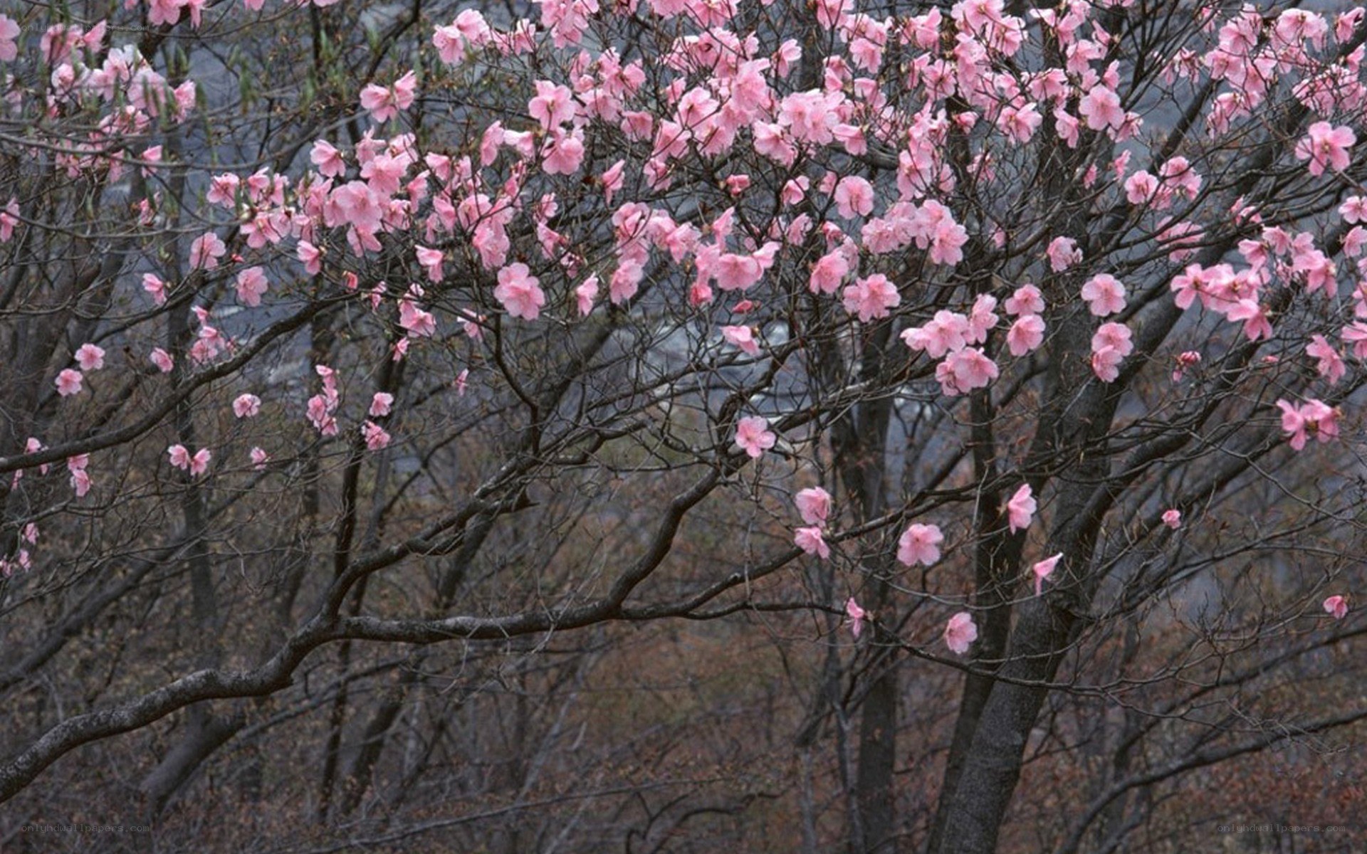 Pink blossoms on tree branches