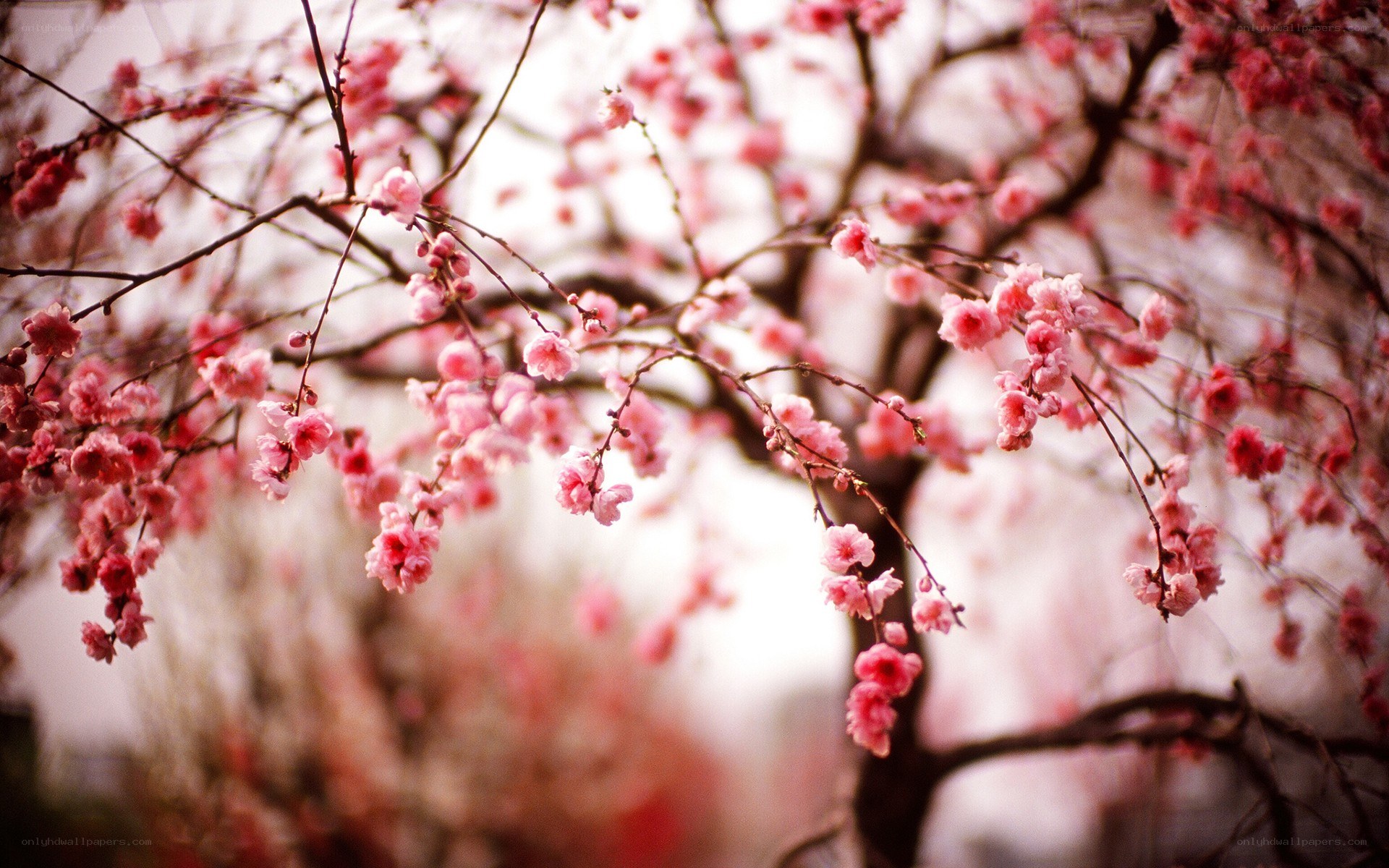 Pink blossoms on tree branches