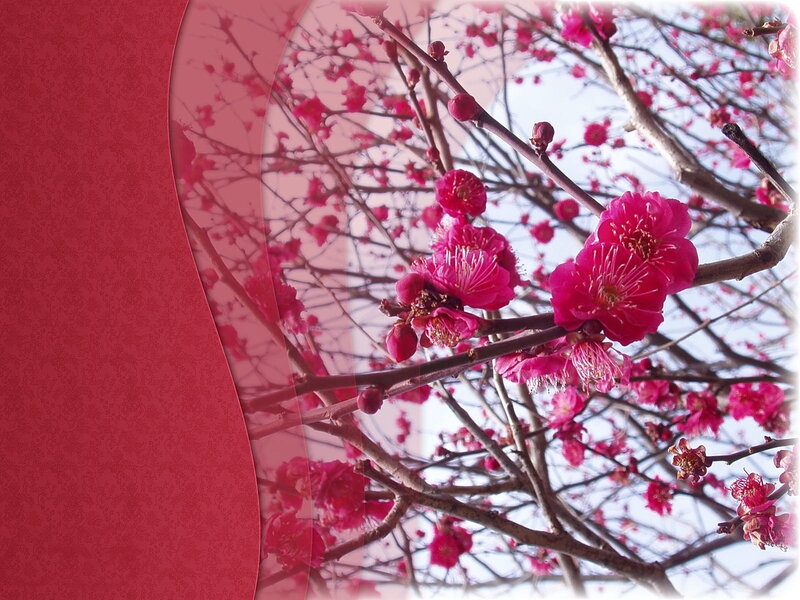 Pink blossoms on tree branches
