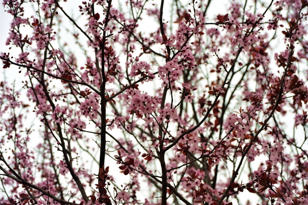 Pink blossoms on tree branches