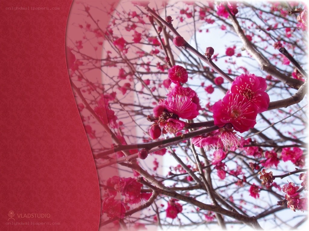 Pink blossoms on tree branches