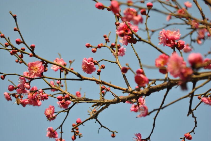 Pink blossoms on tree branches