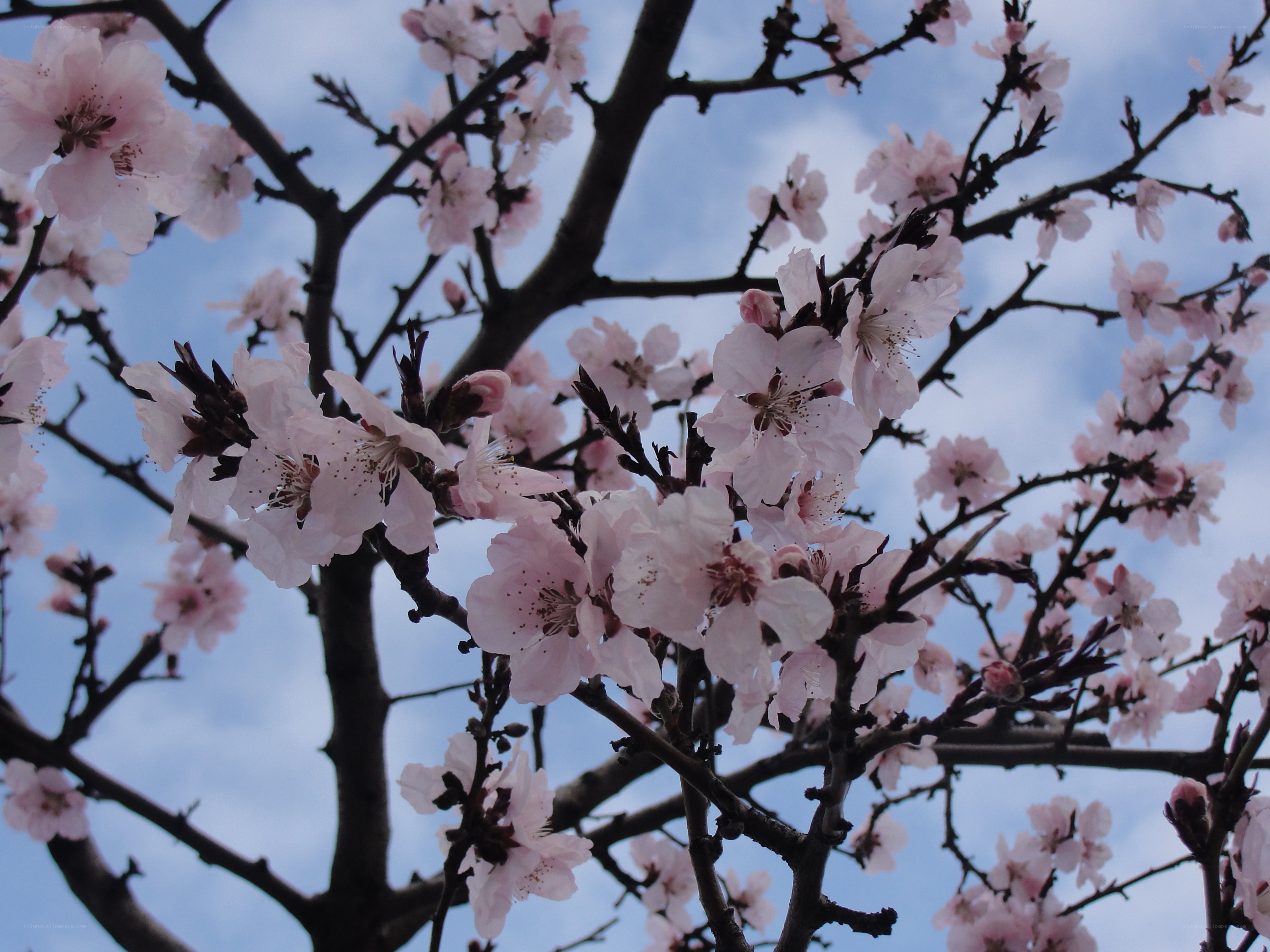 Pink blossoms on tree branches
