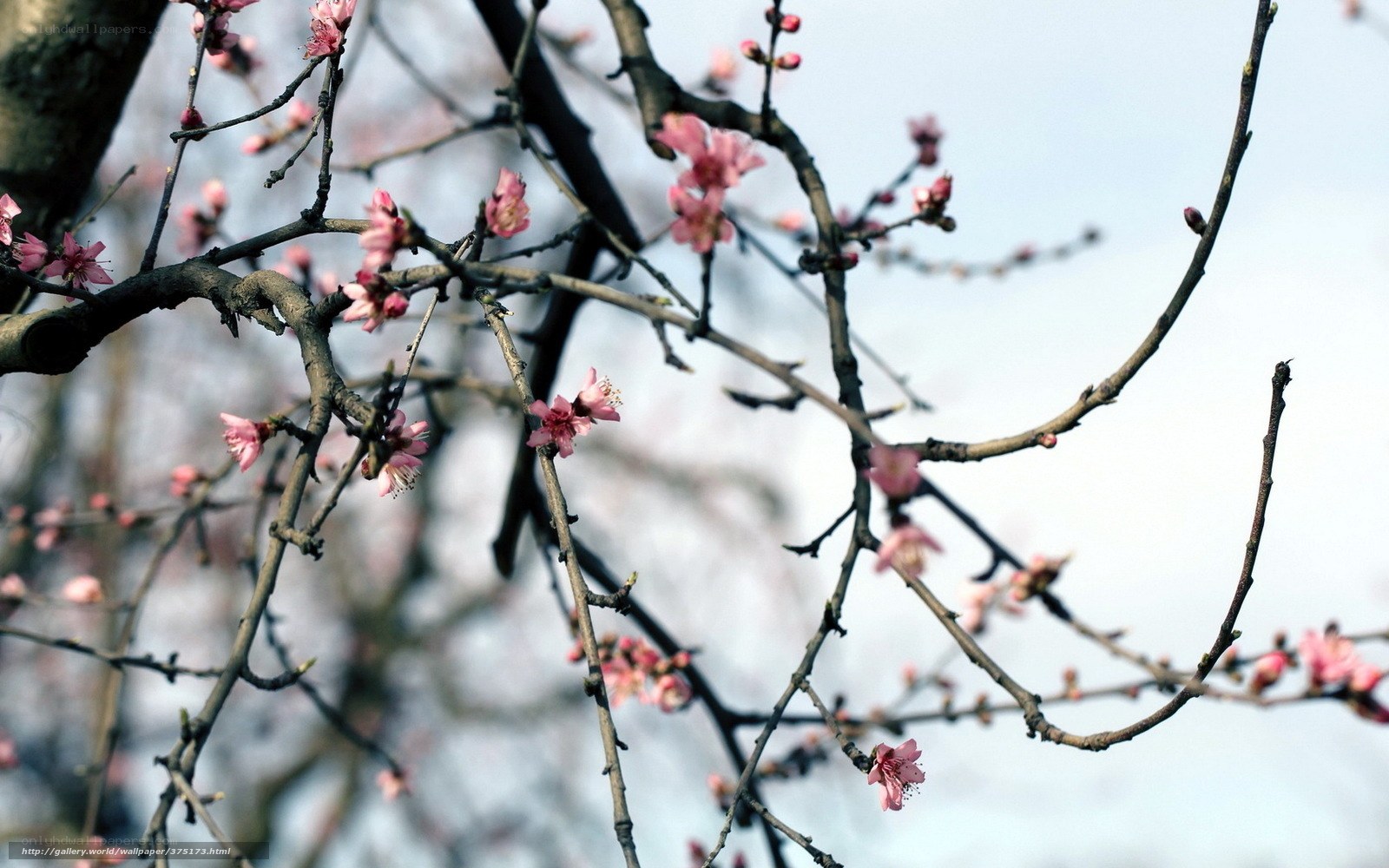 Pink blossoms on tree branches