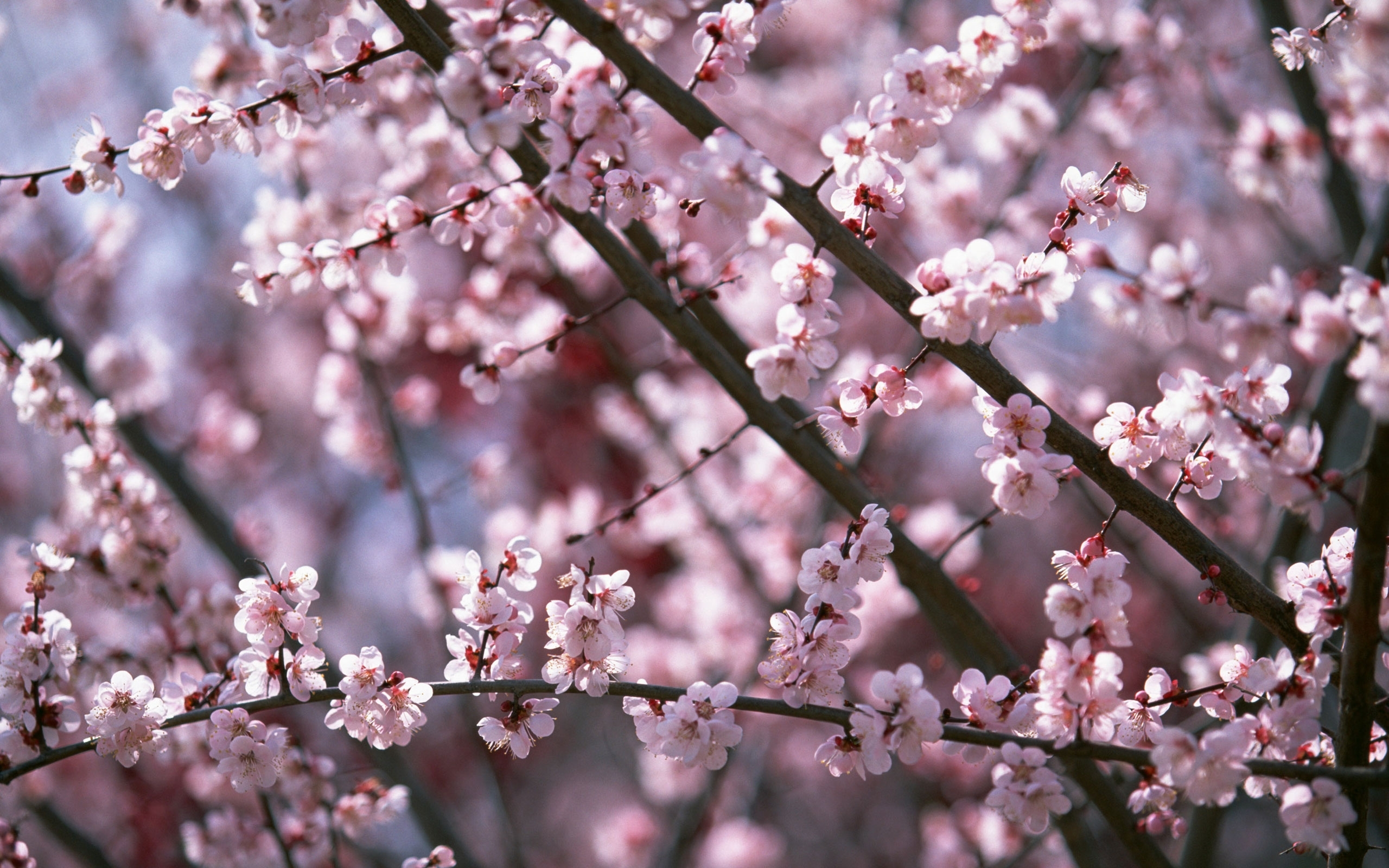 Pink blossoms on tree branches