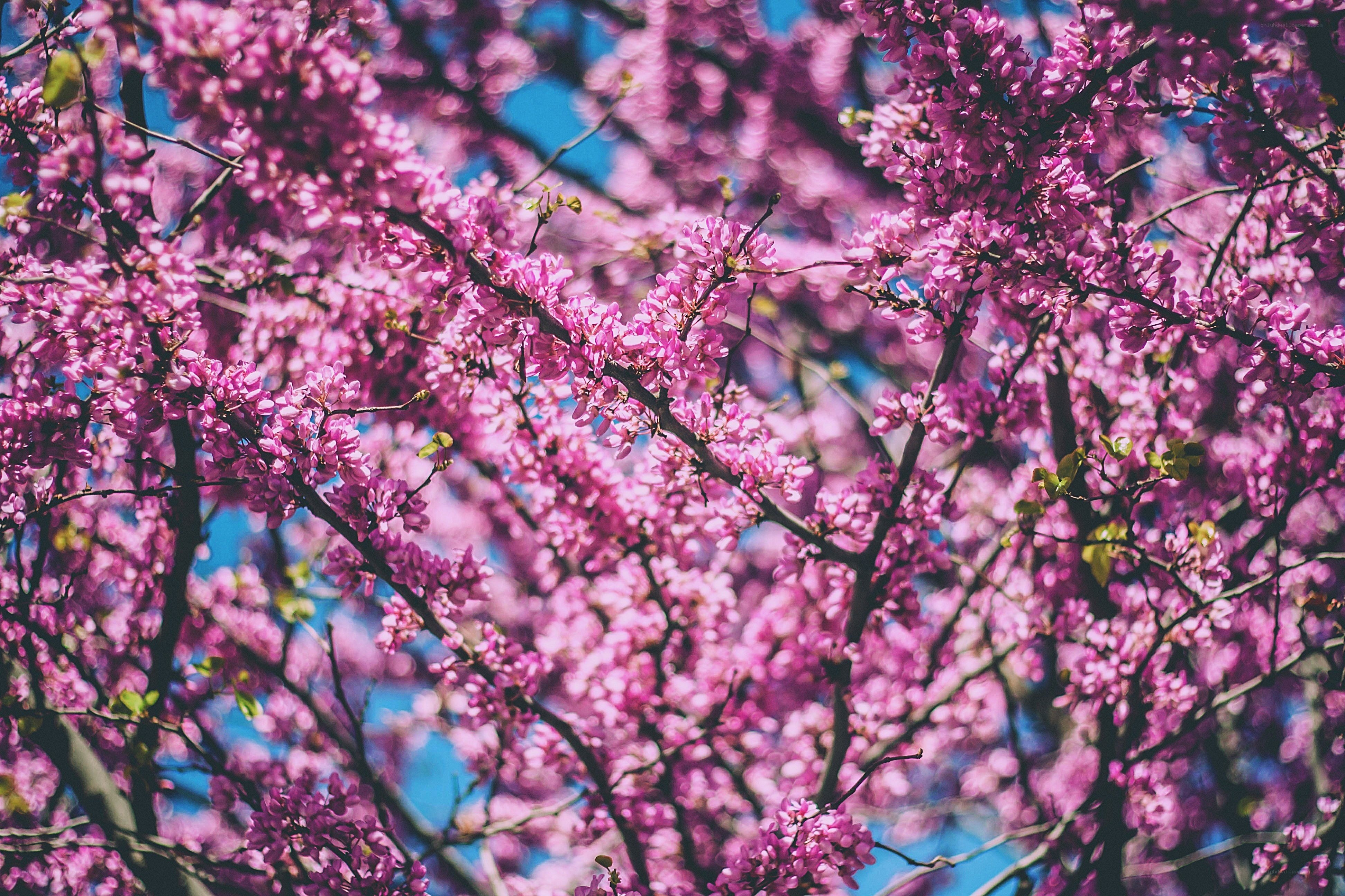 Pink blossoms on tree branches
