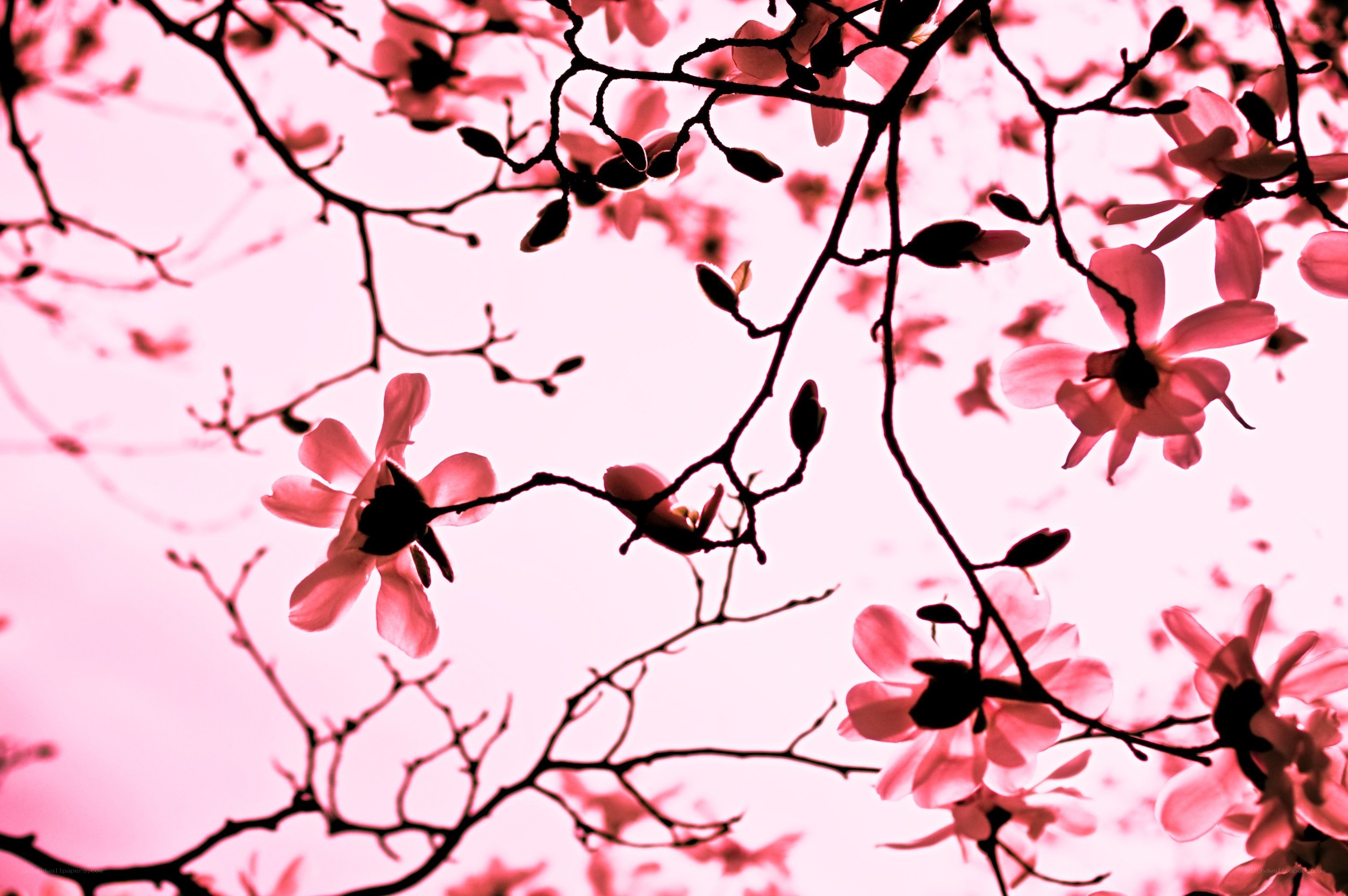 Pink blossoms on tree branches