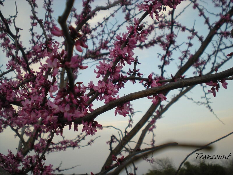 Pink blossoms on tree branches